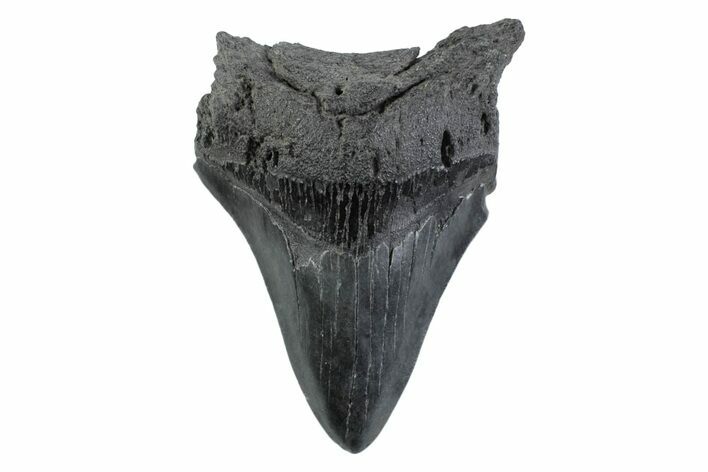 Serrated, Fossil Megalodon Tooth - South Carolina #362176